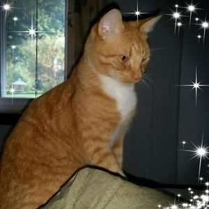 Meet your Posher, Bonnie